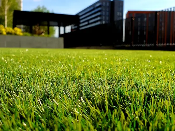 Level green lawn running to a low wall with dark vertical screening behind it.